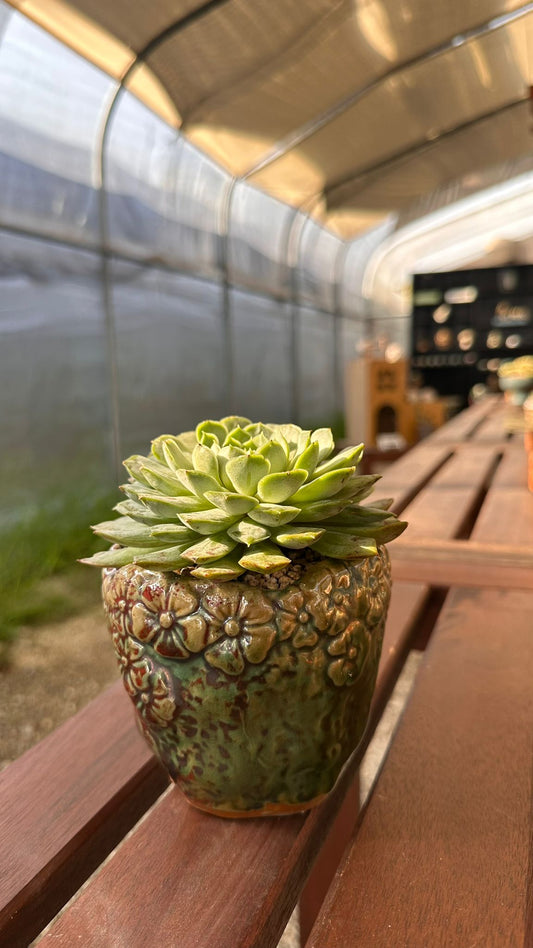 Succulent Rustica Ceramic Planter – Echeveria 'Lime n Chili'