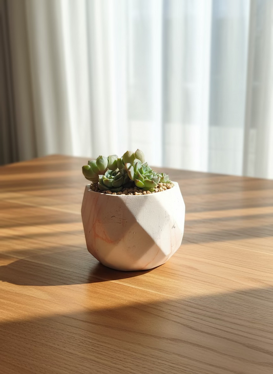 Succulent Classic Marble Orange Planter – Echeveria Elegans