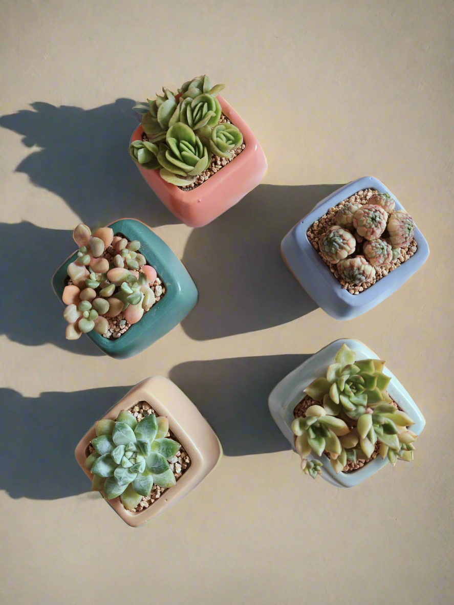 Succulent gift favors in serene square pots