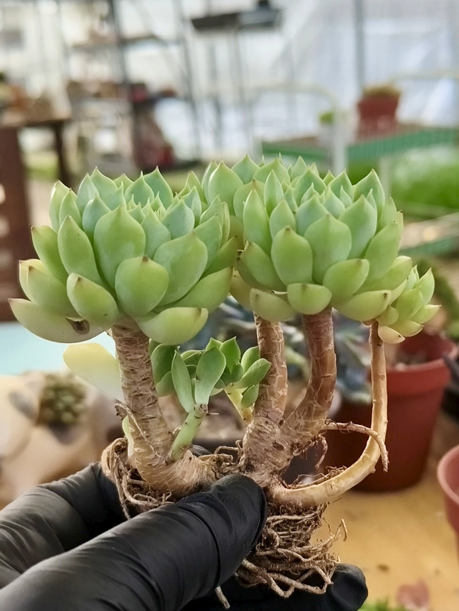 Succulent Starter Planter - Echeveria 'Lime n Chili' - SlowBloomGreens