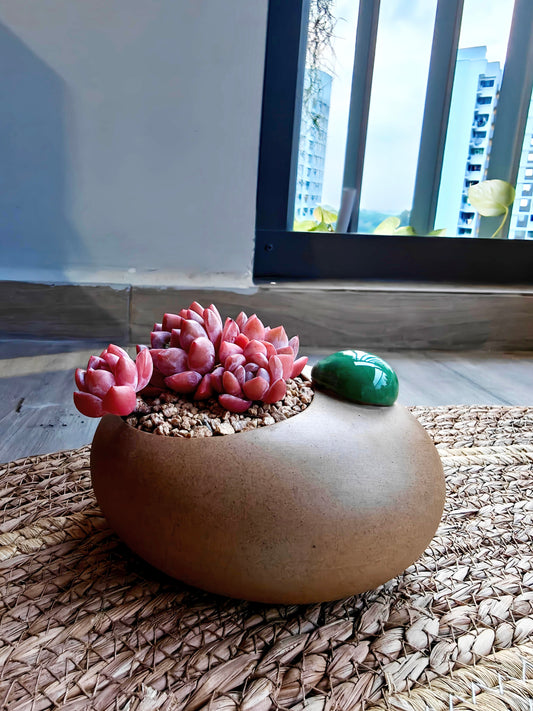 Succulent Seven-Spotted Ladybug Planter – Echeveria 'Cherry Blossom'