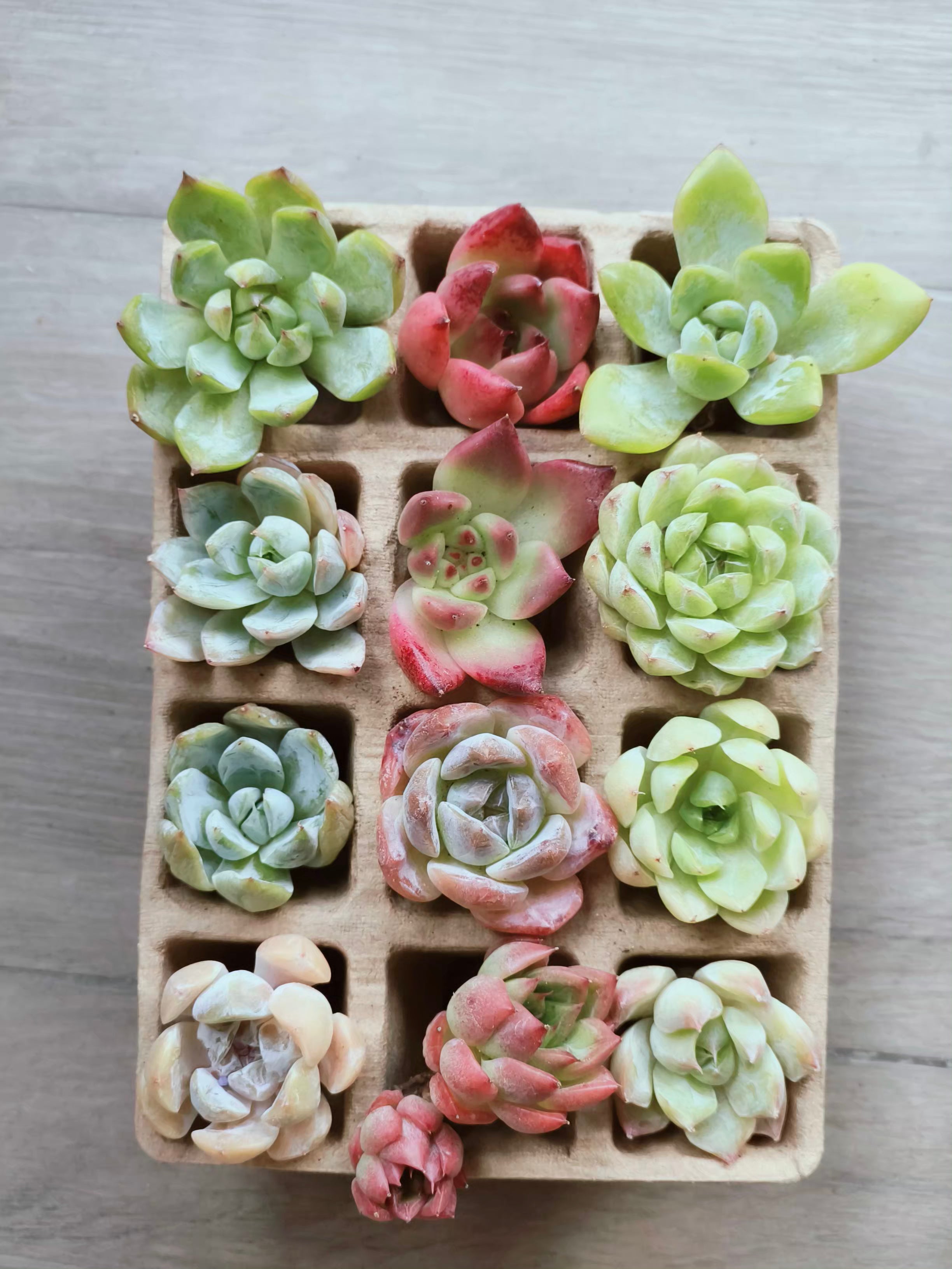 Succulent DIY Kit – Create Your Own Green Haven with 12 mini succulents - SlowBloomGreens