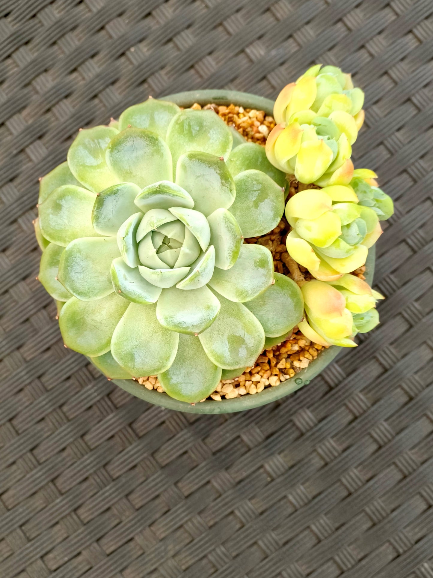 Succulent Rustica Garden Planter – Echeveria Onslow & Elegans - SlowBloomGreens