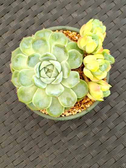 Succulent Rustica Garden Planter – Echeveria Onslow & Elegans - SlowBloomGreens