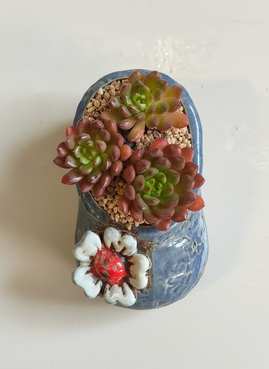 Succulent Mary Jane Charm Violet Planter - Pink Ruby