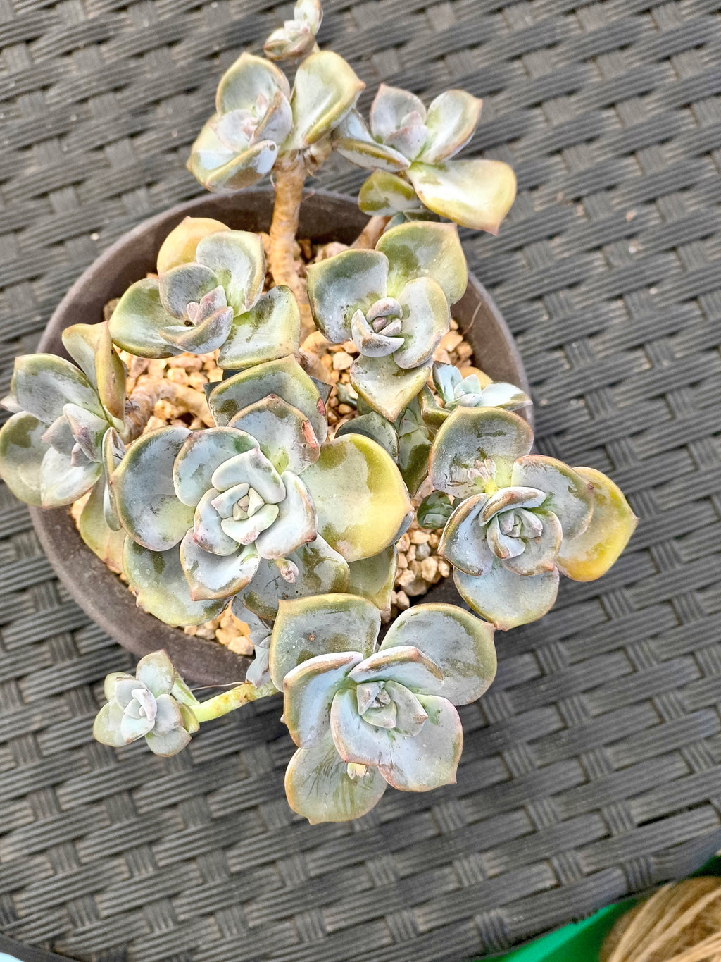 Succulent Starter Planter - Graptopetalum ‘Purple Delight’ - SlowBloomGreens