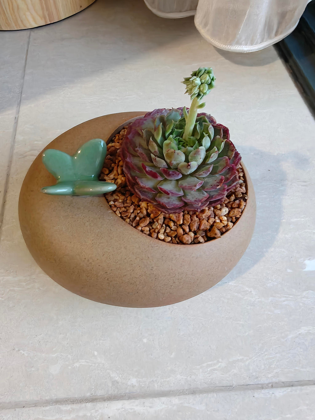 Succulent Butterfly Planter – Echeveria hybrid 'Red Hole (blooming) - SlowBloomGreens