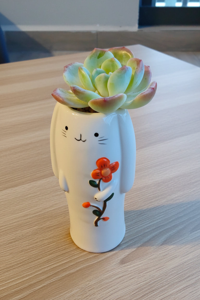 Succulent Bunny Bud Vase – Echeveria hybrid