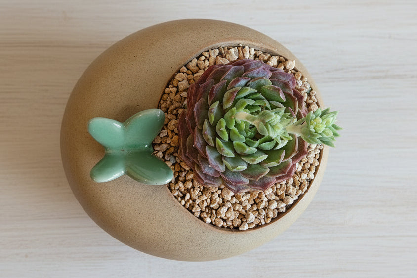 Succulent Butterfly Planter – Echeveria hybrid 'Red Hole (double blooming) - SlowBloomGreens