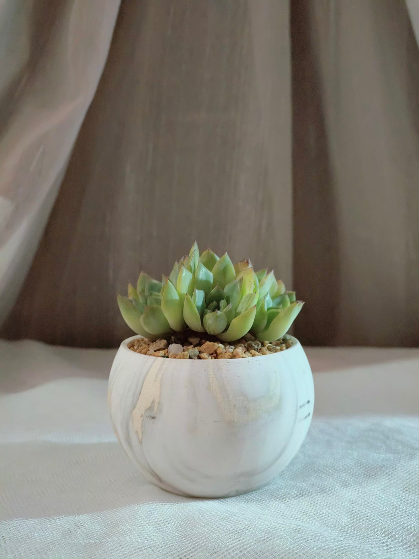 Succulent Elegant Round Gold Pot – Echeveria Mexican Ball