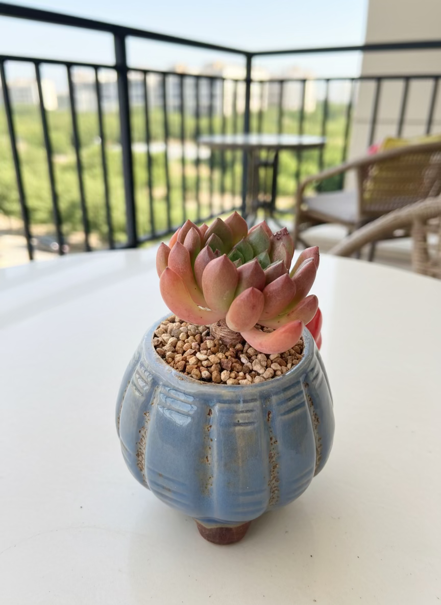 Succulent Festive Blue Red Bow Planter – Sedeveria ‘Pink Ruby’ - SlowBloomGreens