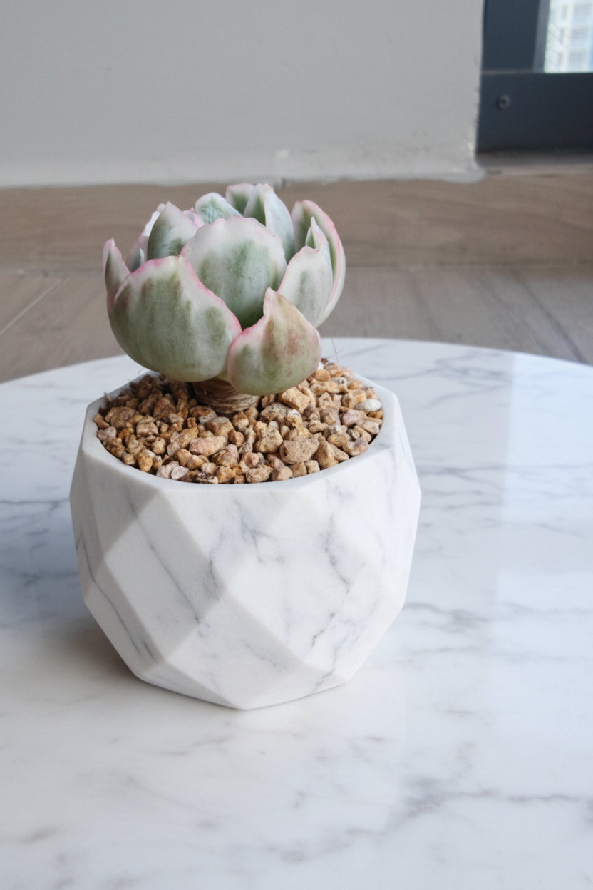 Classic Marble Grey Planter – Echeveria 'Berkley Light' - SlowBloomGreens