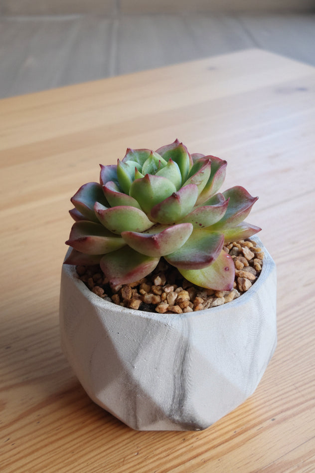 Classic Marble Ash Planter – Echeveria Agavoides - SlowBloomGreens