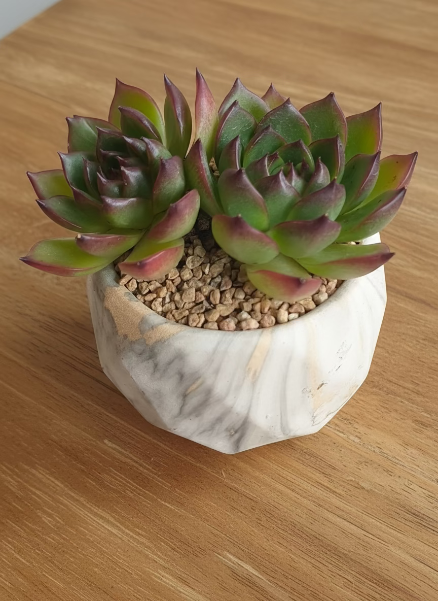Succulent Classic Marble Gold Planter - Echeveria Agavoides