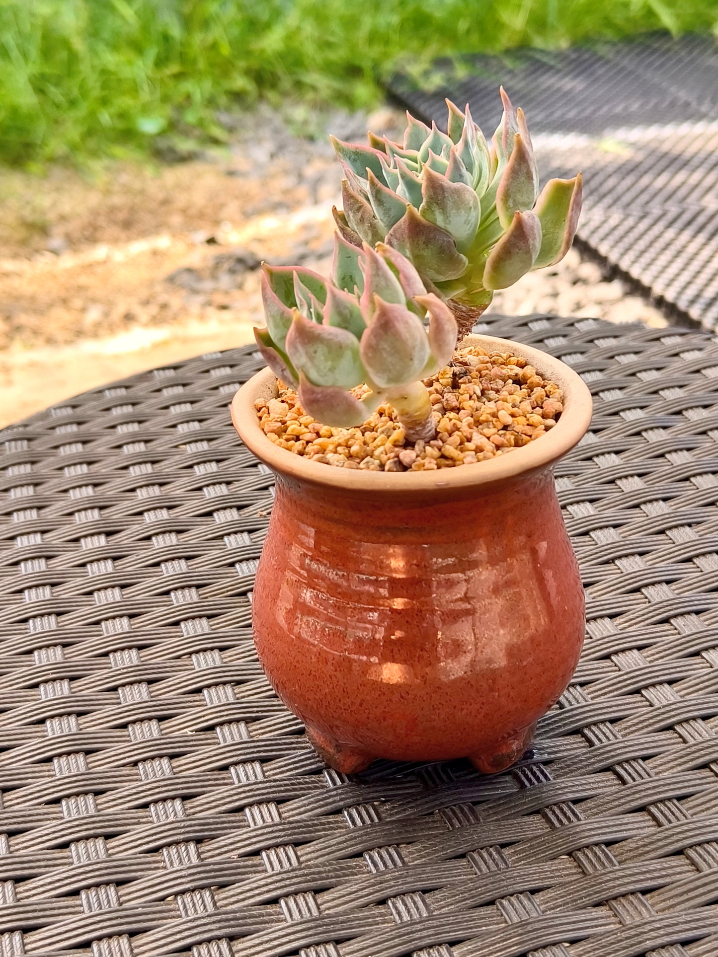 Succulent Rustica Mahogany Planter – Echeveria Peacockii - SlowBloomGreens
