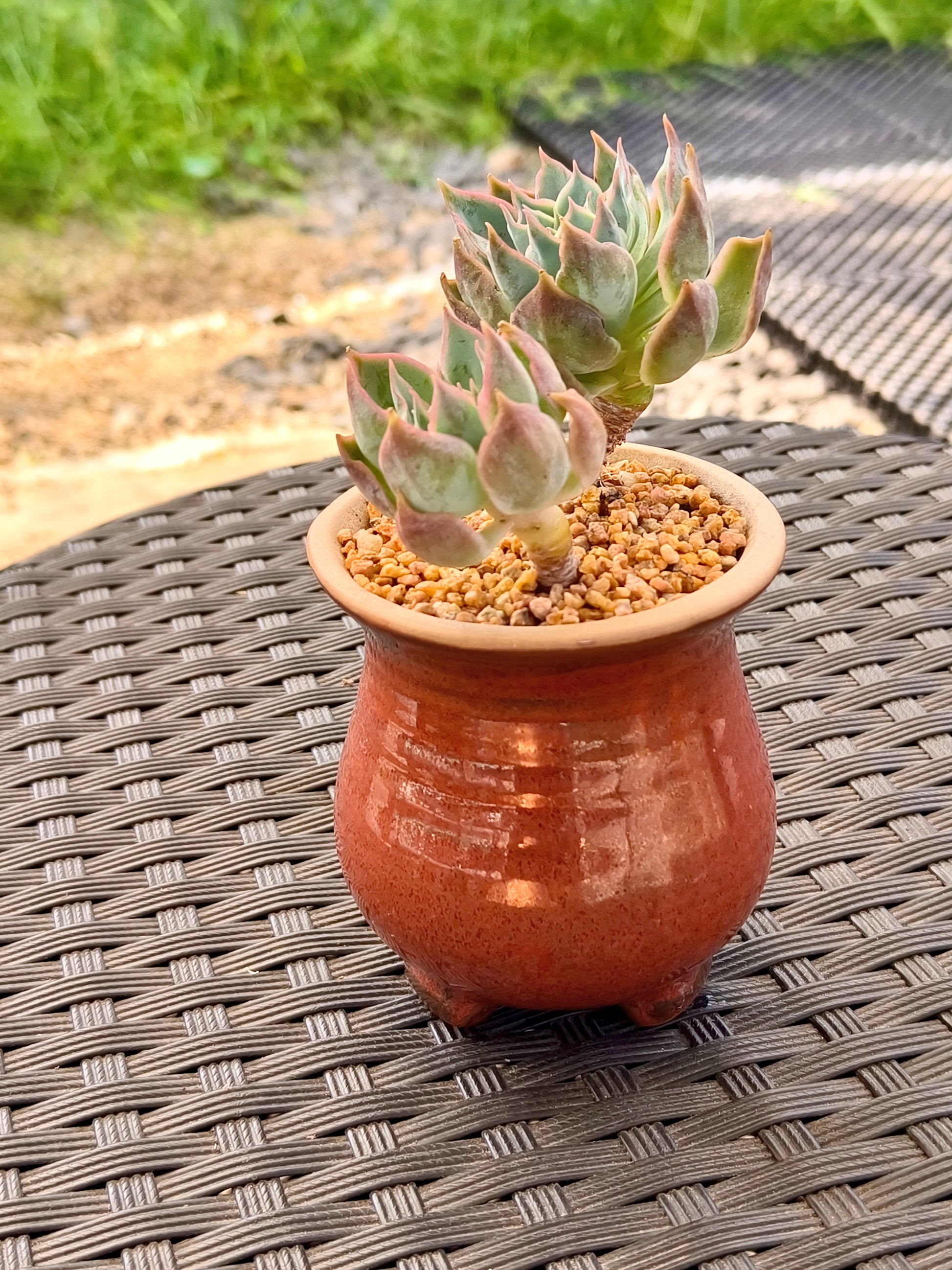 Succulent Rustica Mahogany Planter – Echeveria Peacockii - SlowBloomGreens