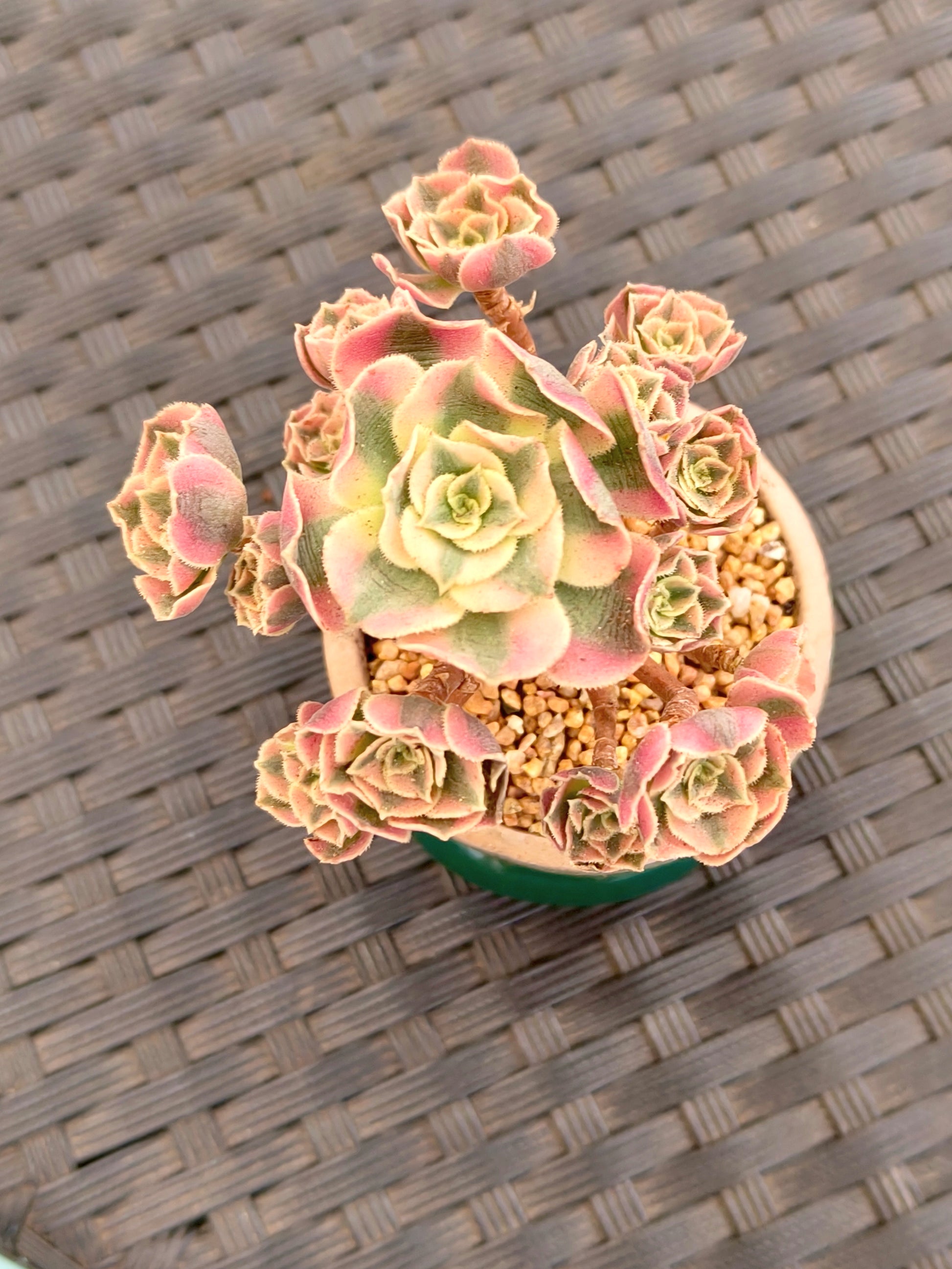 Succulent Rustica Emerald Planter - Aeonium 'Sunburst' - SlowBloomGreens
