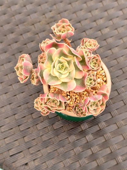 Succulent Rustica Emerald Planter - Aeonium 'Sunburst' - SlowBloomGreens