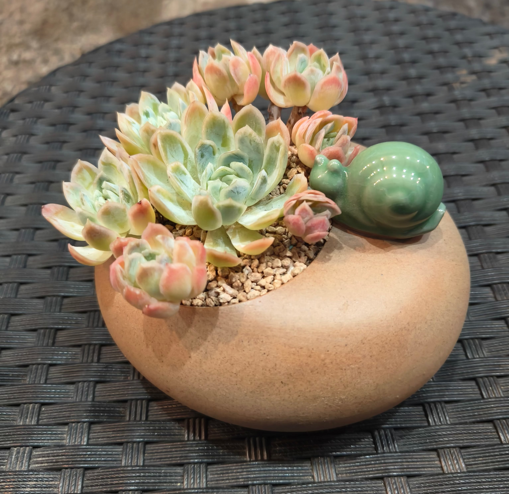 Succulent Snail Planter – Echeveria Suryeon - SlowBloomGreens