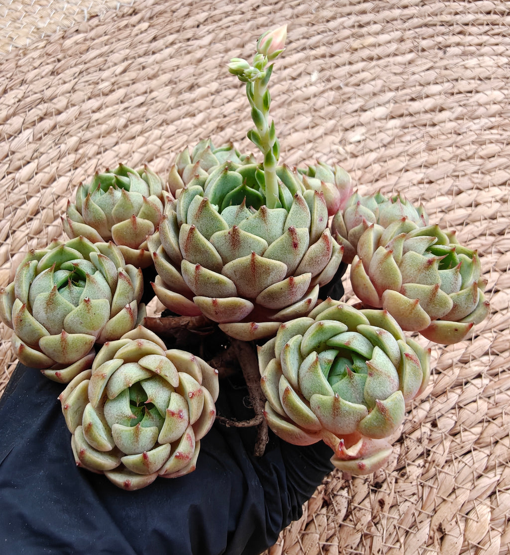 Bare Root Succulent - Echeveria 'Ben Badis' Cluster