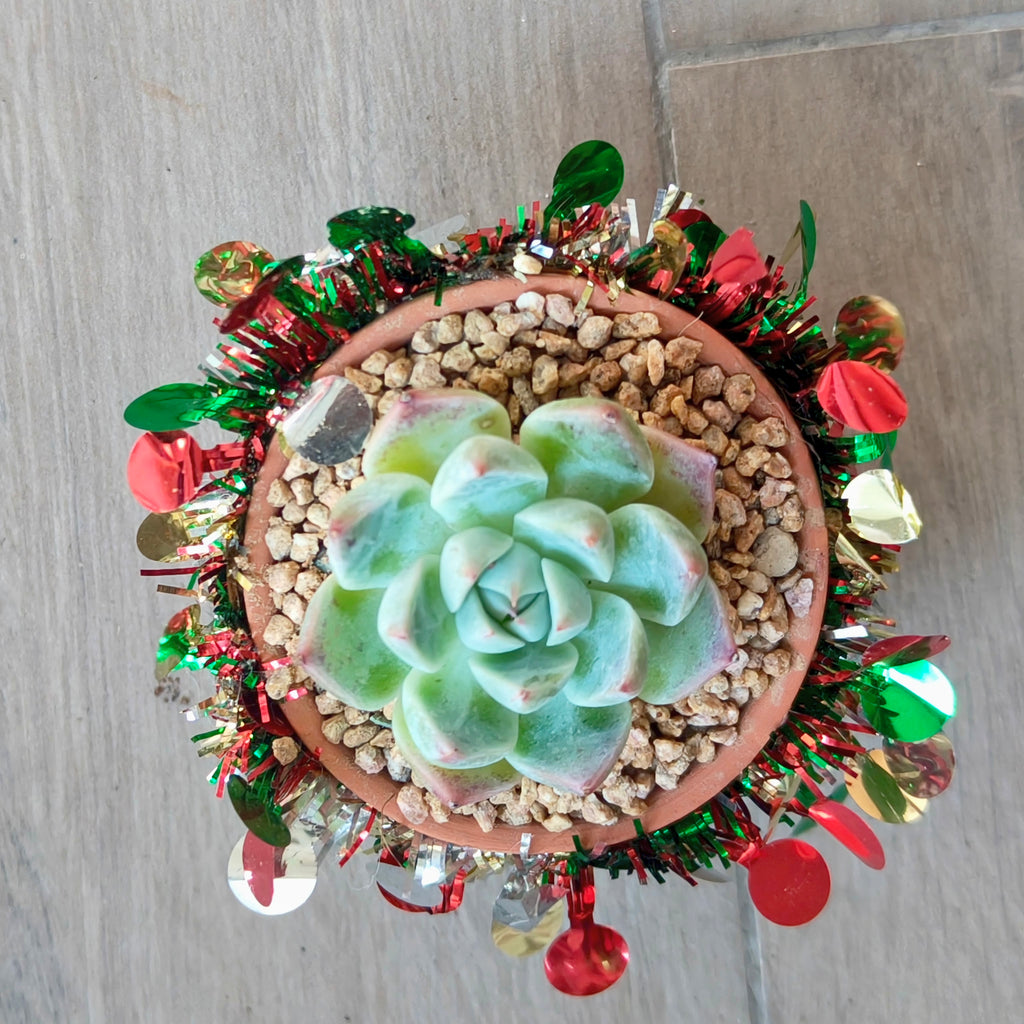 Succulent Simply Blessed Festive Terracotta (S) - Assorted Succulent - SlowBloomGreens