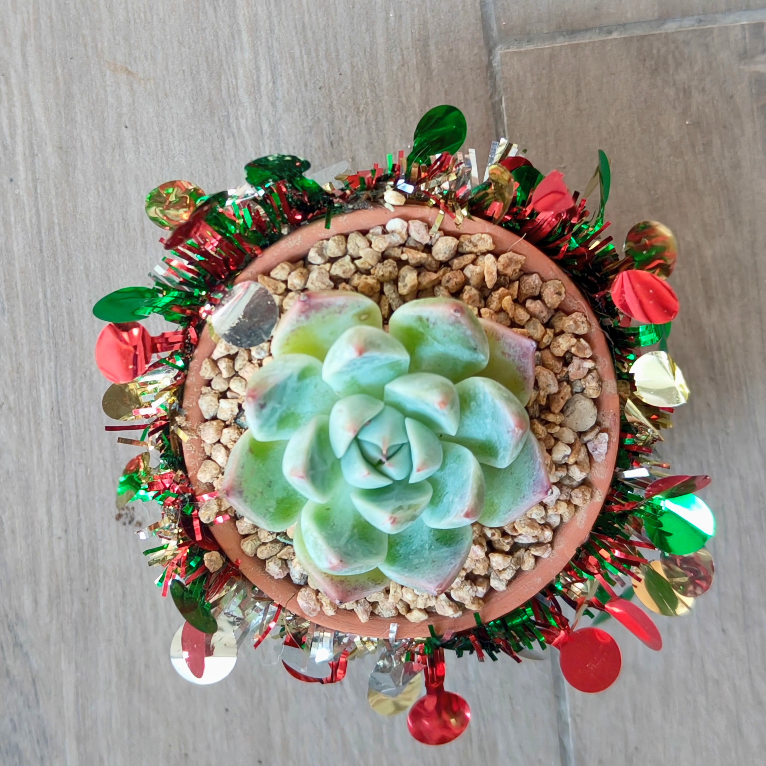 Succulent Simply Blessed Festive Terracotta (S) - Assorted Succulent - SlowBloomGreens