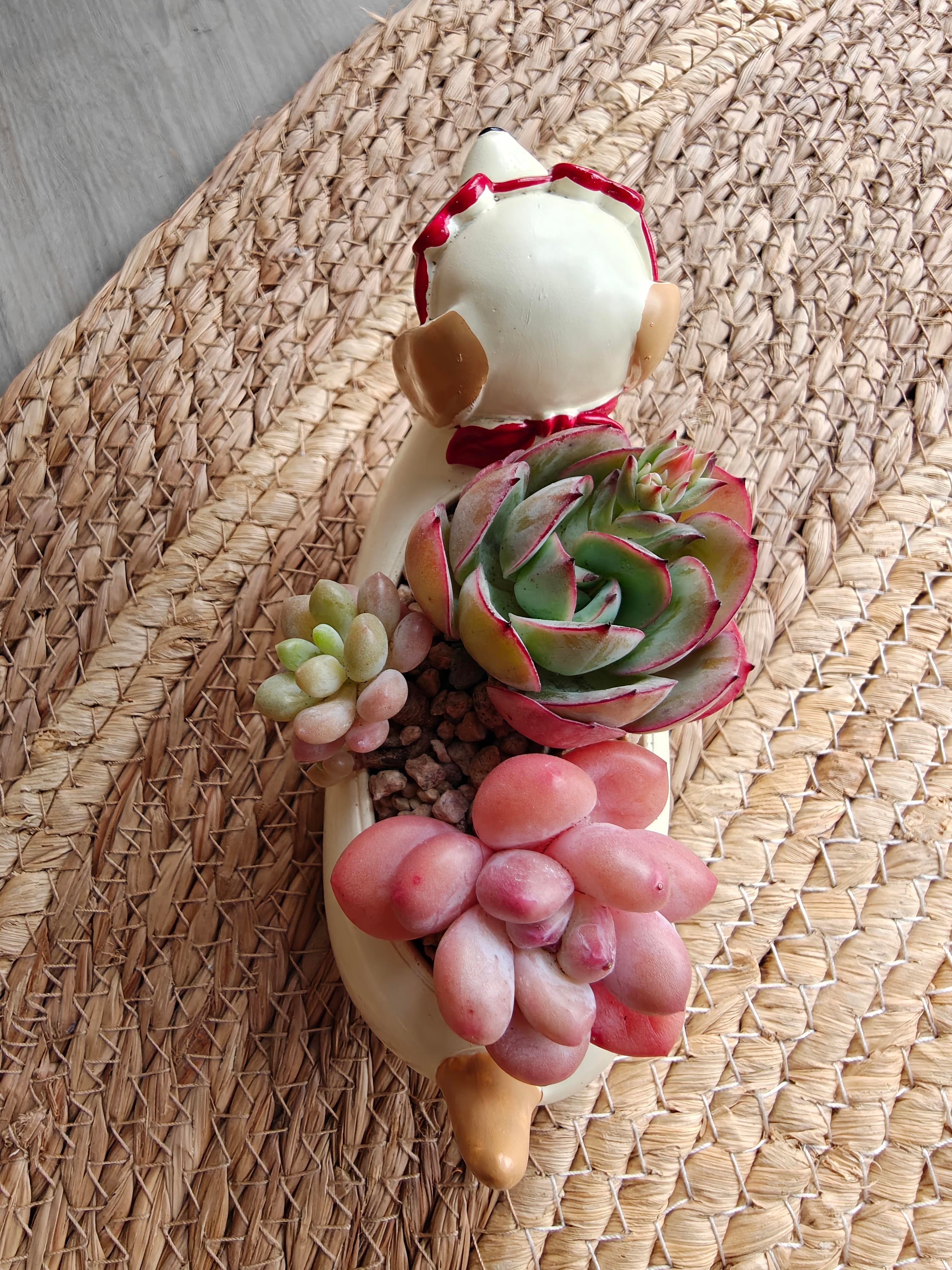 Succulent Dachshund Planter – Mixed Succulent Arrangement (Heart Sunglasses) - SlowBloomGreens