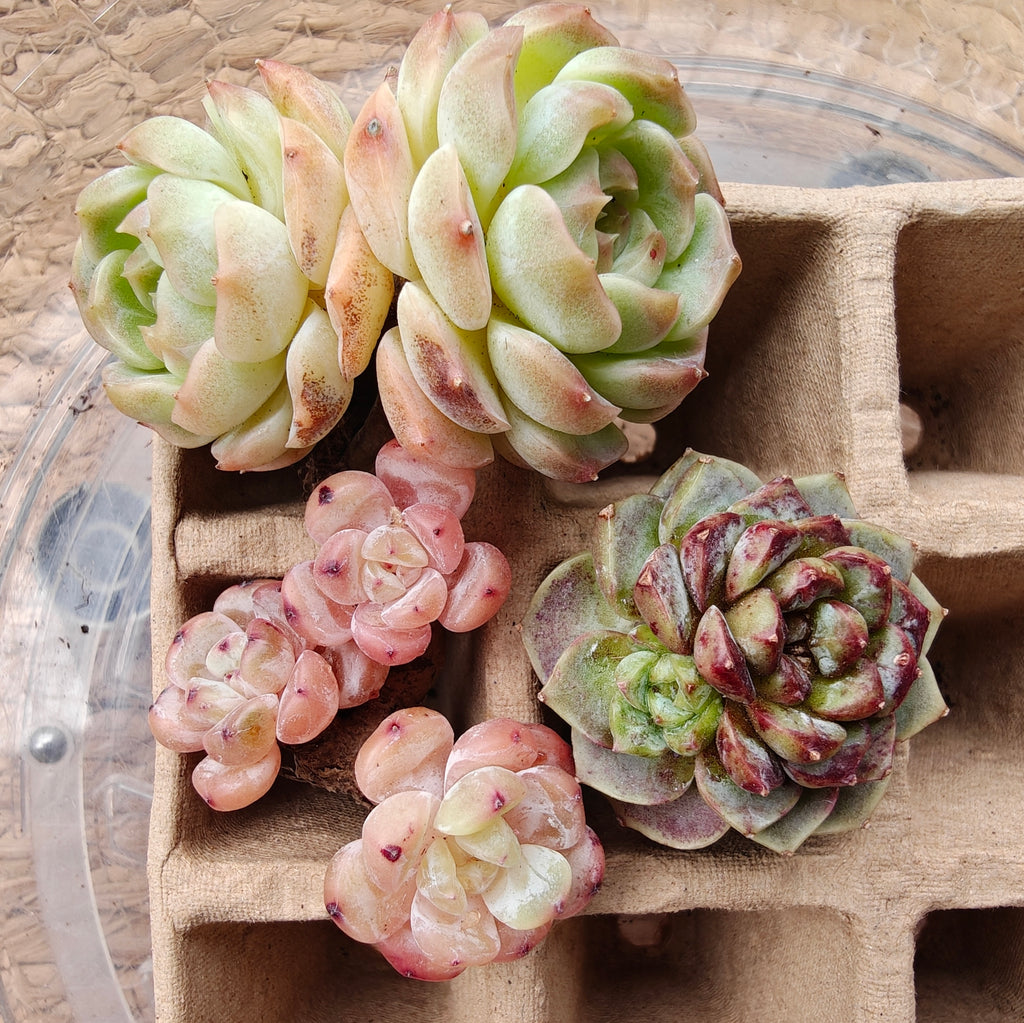 Bare Root Succulent Variety Pack – Choose 3 / 4 / 5 Types