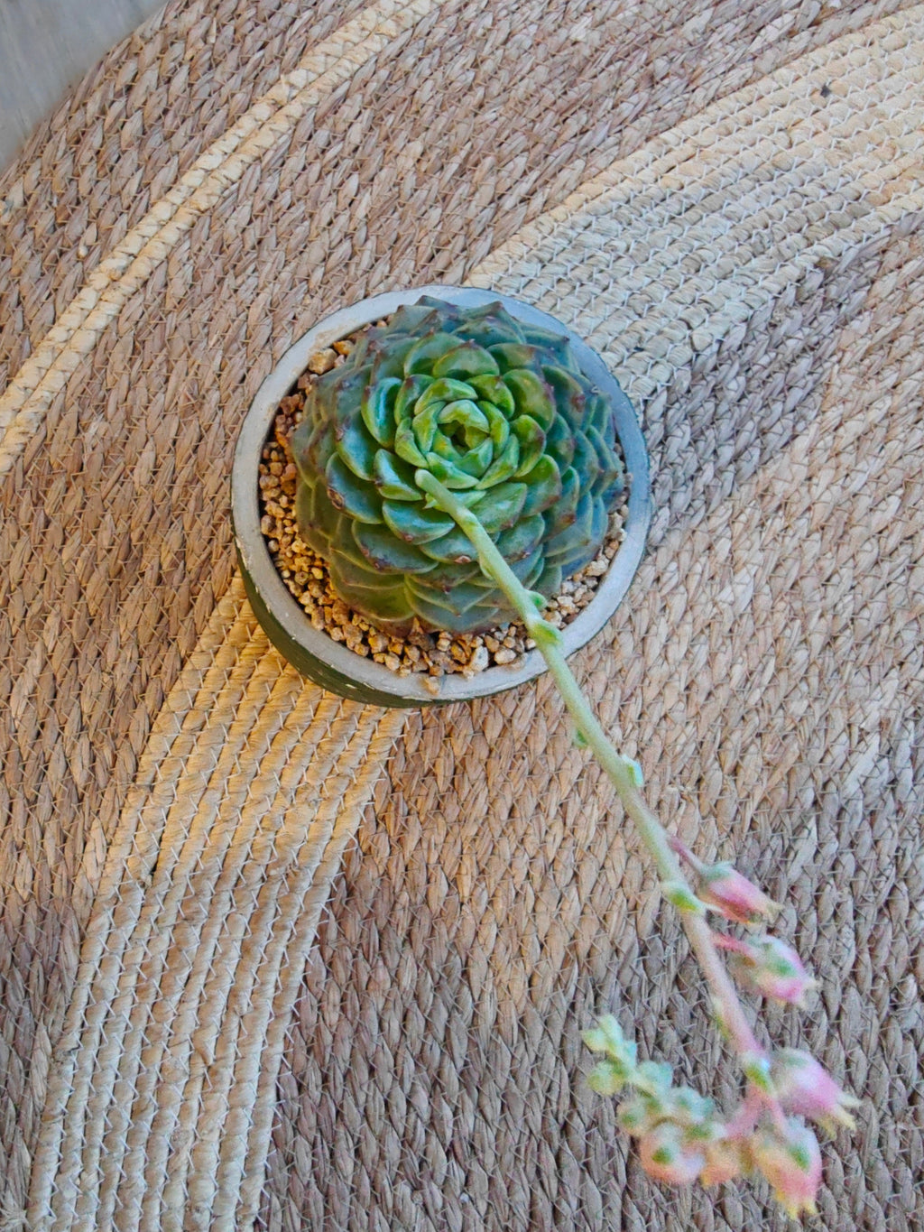 Succulent Whispering Leaves Planter – Echeveria 'Red Velvet' - SlowBloomGreens