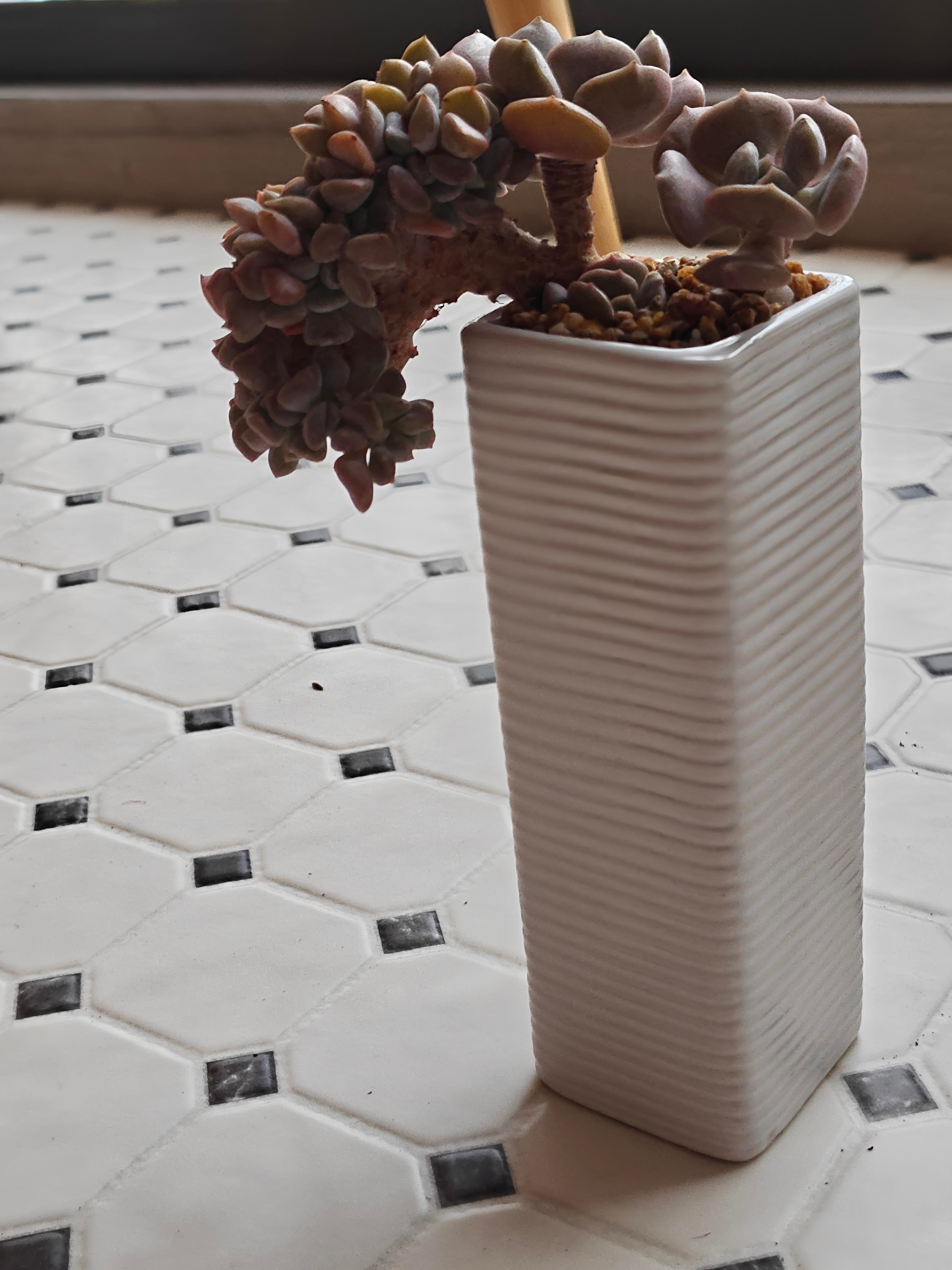 Succulent Ribbed White Planter – Echeveria 'Cubic Frost'