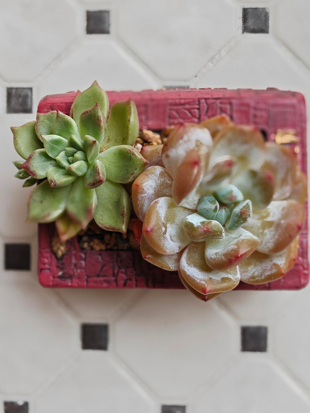 Succulent Book Nook Planter– Assorted Succulents - SlowBloomGreens