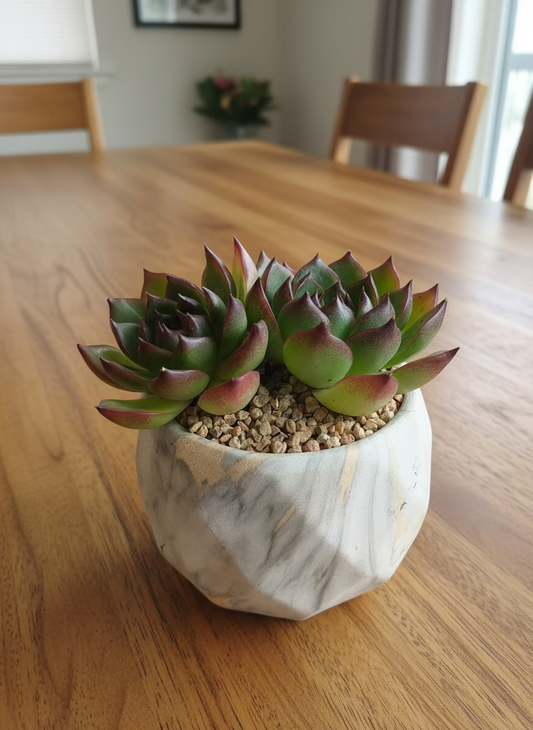 Succulent Classic Marble Gold Planter - Echeveria Agavoides