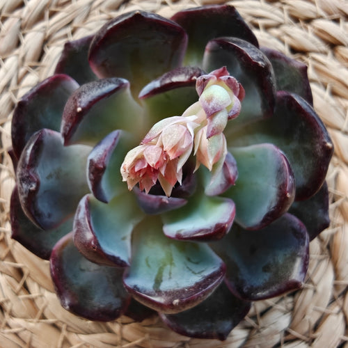 Echeveria ‘Black Prince’ – Bare Root Succulent - SlowBloomGreens