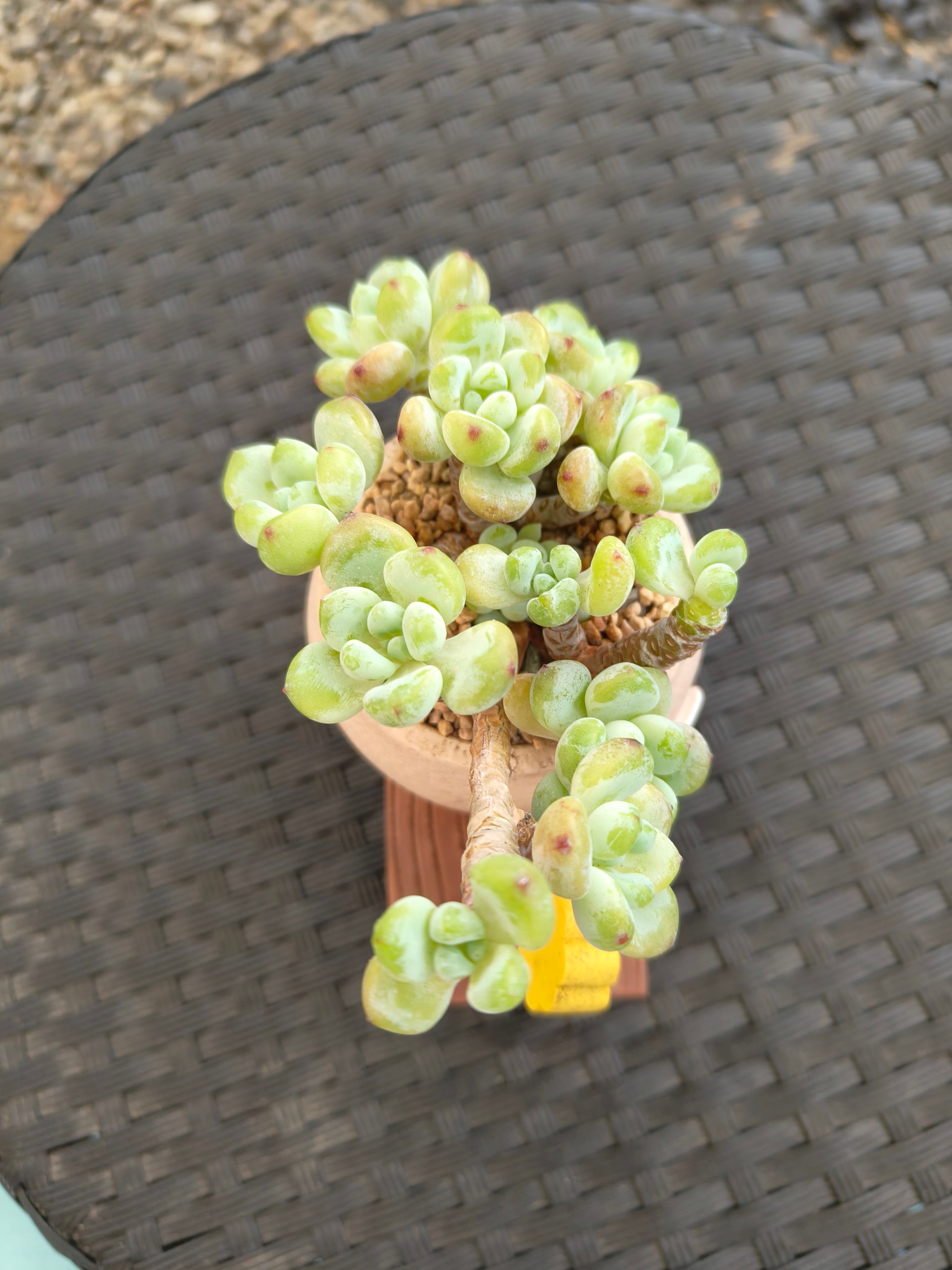 Succulent Happy Buddy Planter – Tiscalatengo Gorge Sedum - SlowBloomGreens