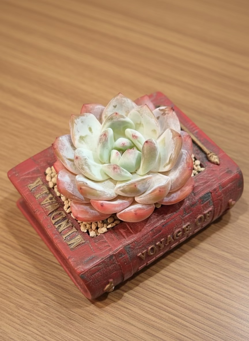 Succulent Book Nook – Echeveria Orange Monroe - SlowBloomGreens
