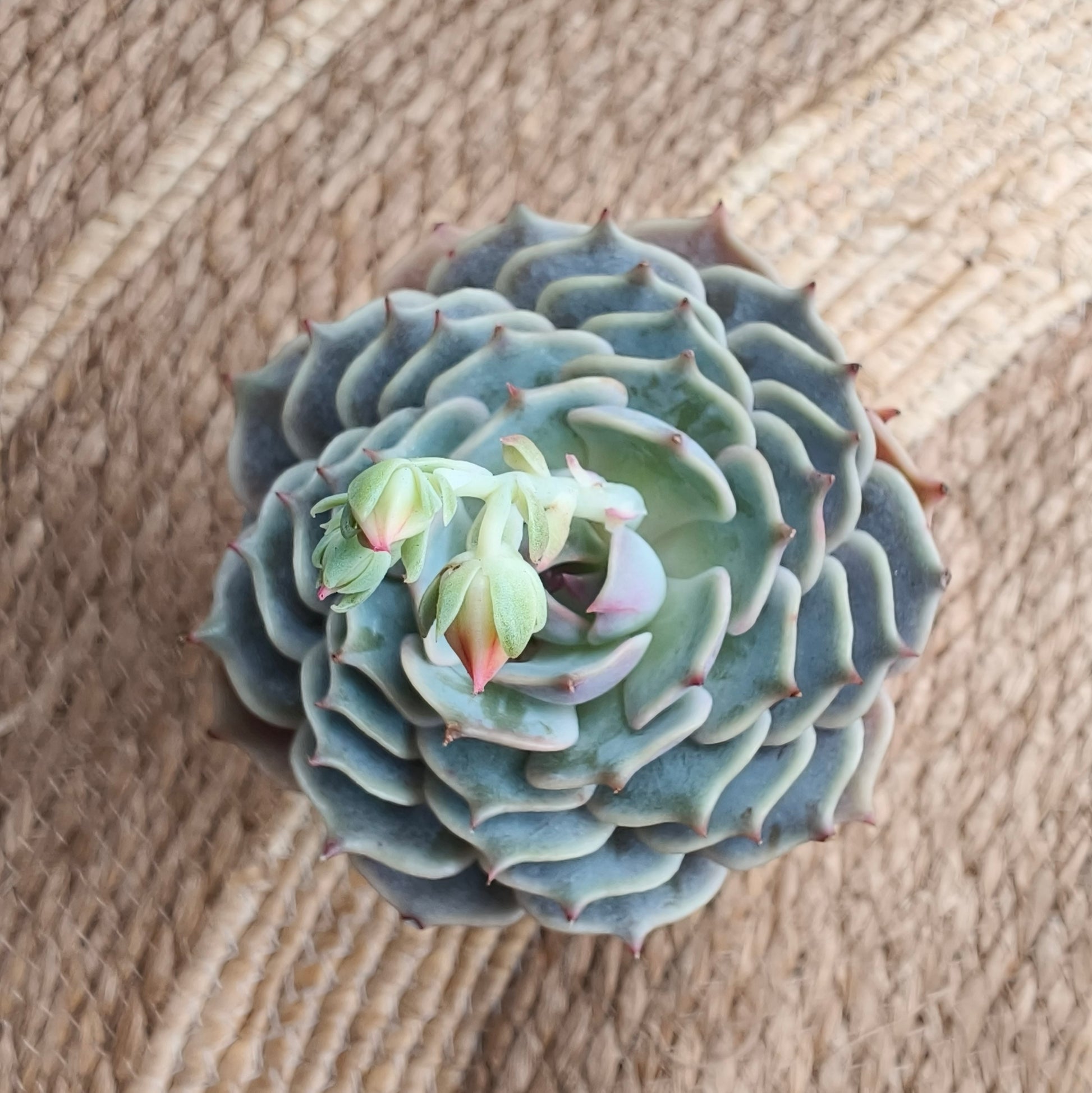 Succulent Serene Muse Face Planter – Echeveria ‘Lola’ - SlowBloomGreens