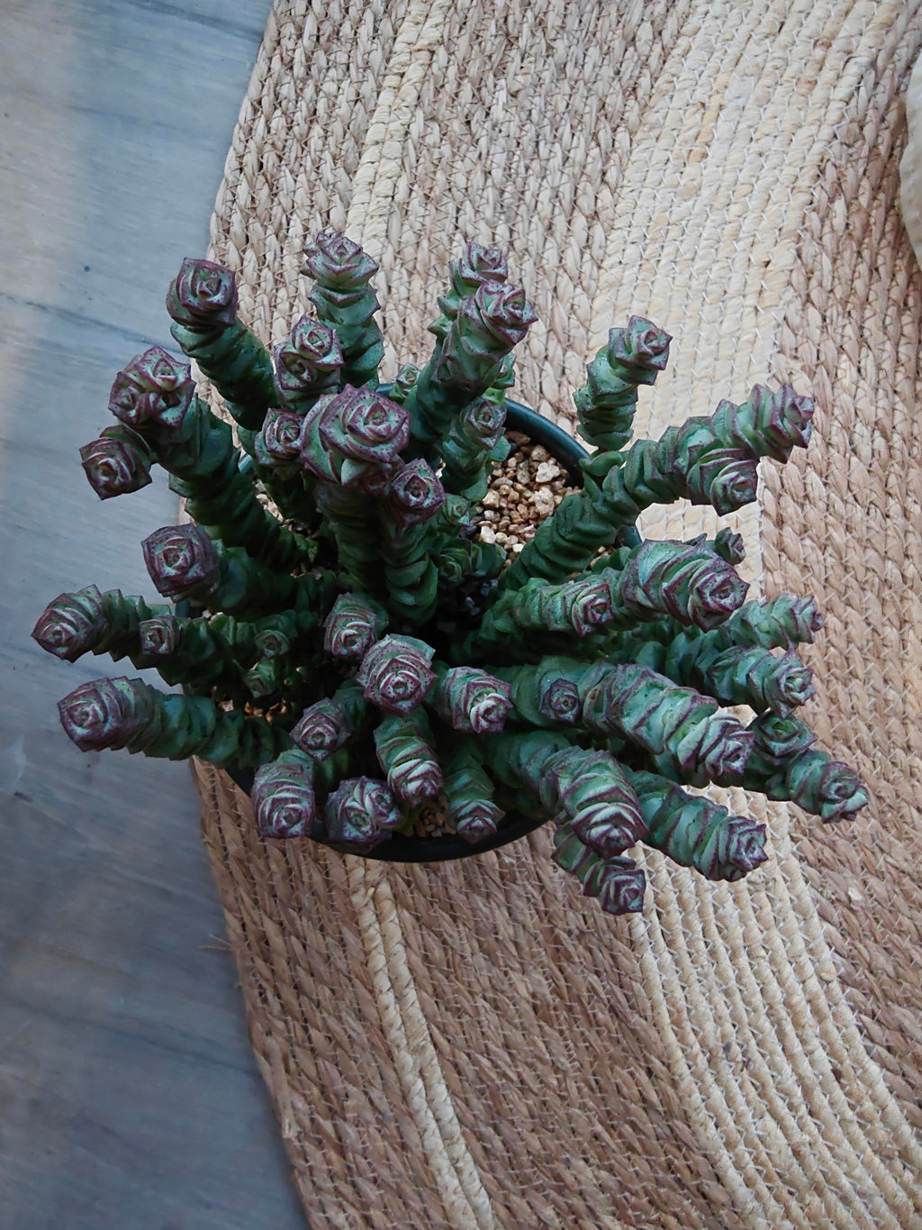 Succulent Ceramic Green Planter – Crassula ‘Jade Necklace’ - SlowBloomGreens