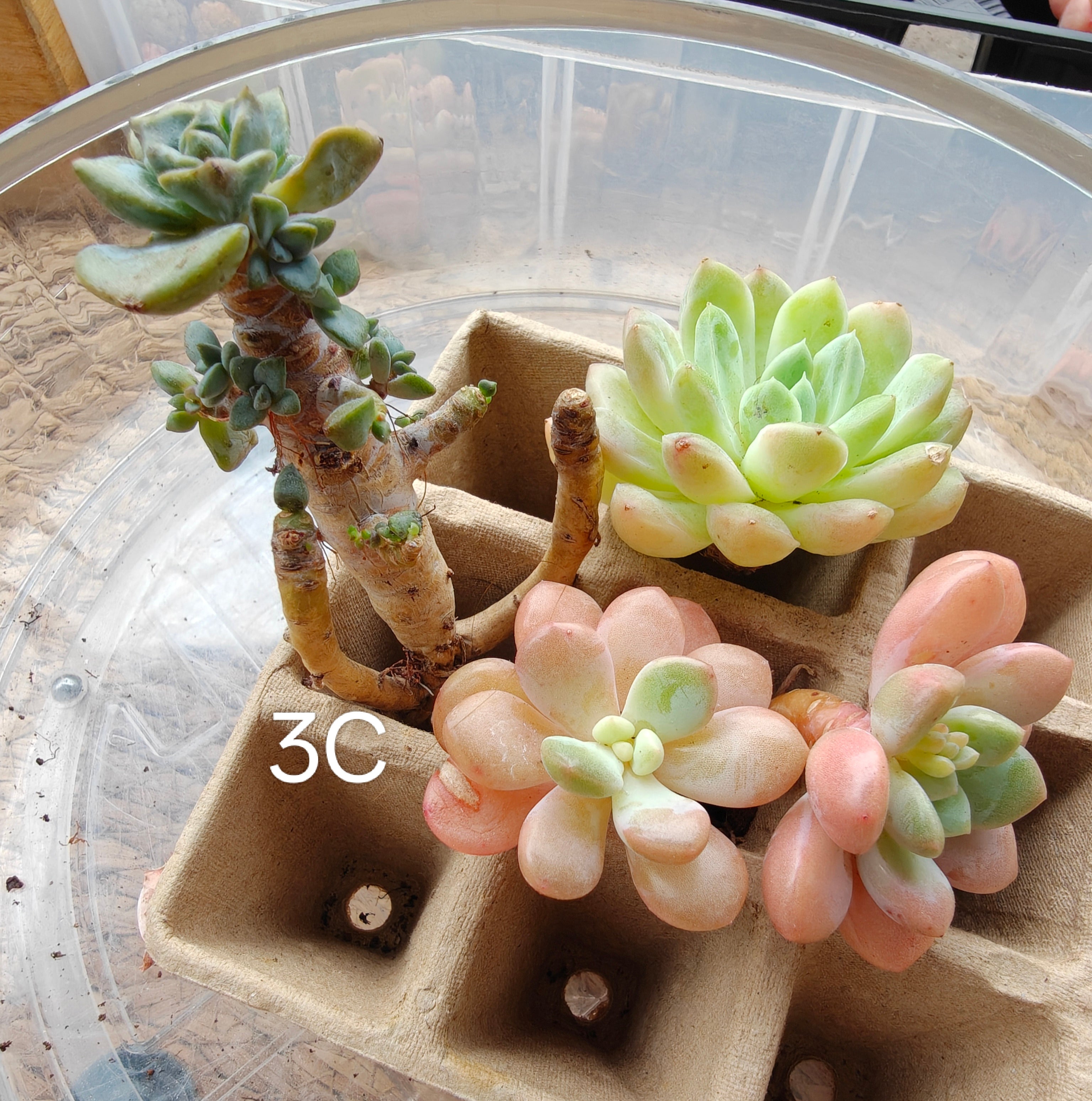 Bare Root Succulent Variety Pack – Choose 3 / 4 / 5 Types