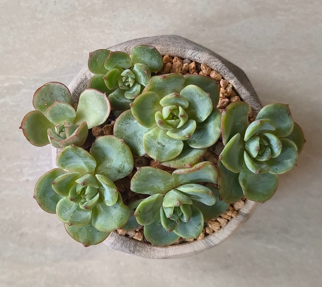 Succulent Classic Marble Grey Planter - Echeveria Elegans - SlowBloomGreens