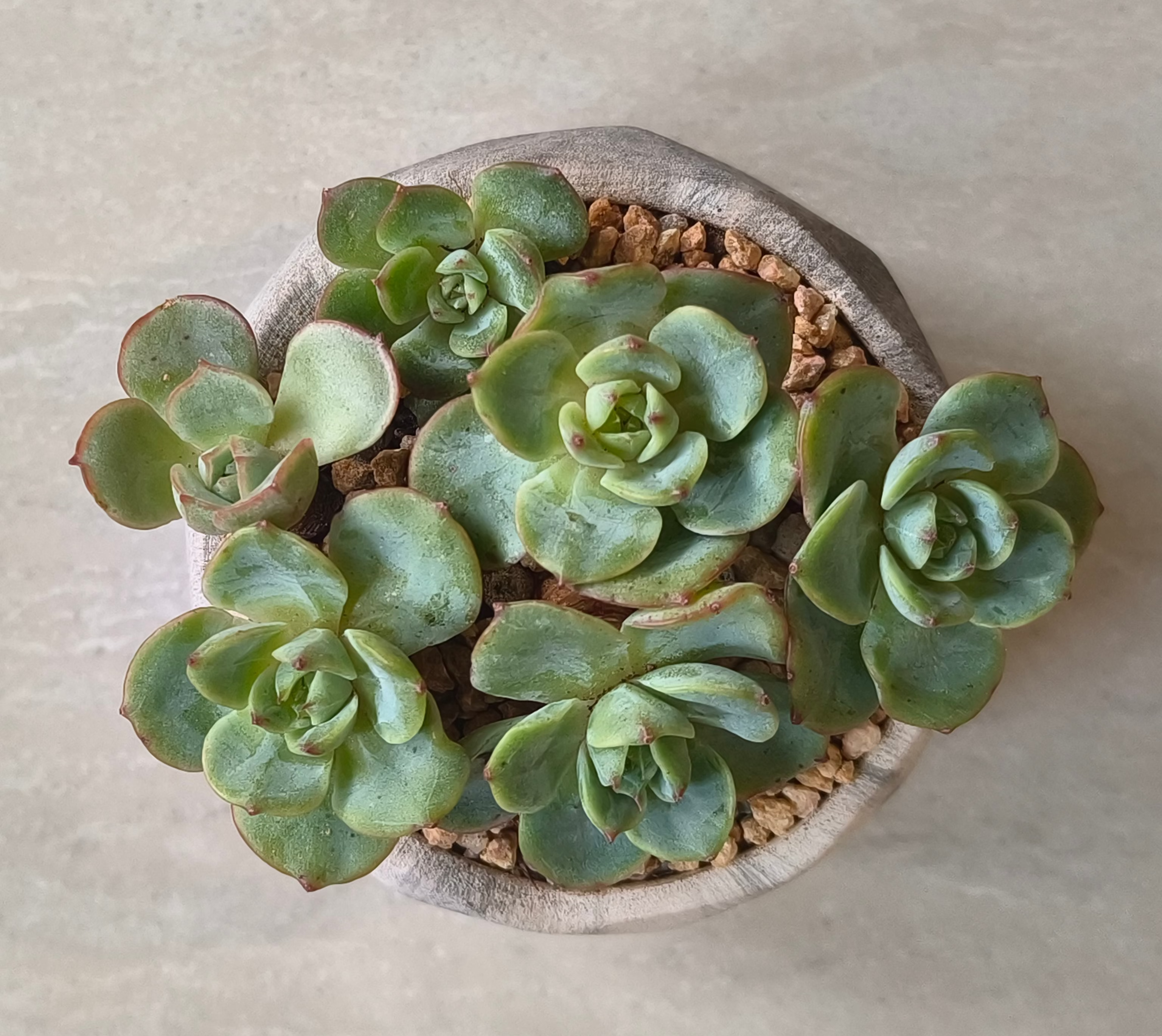 Succulent Classic Marble Grey Planter - Echeveria Elegans - SlowBloomGreens