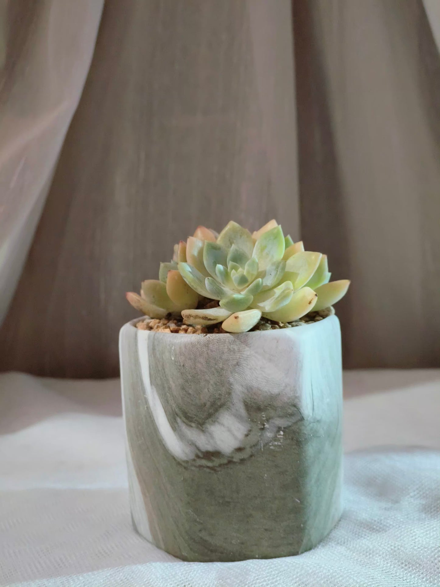 Succulent Radiant Octagon Green – Echevaria Suryeon