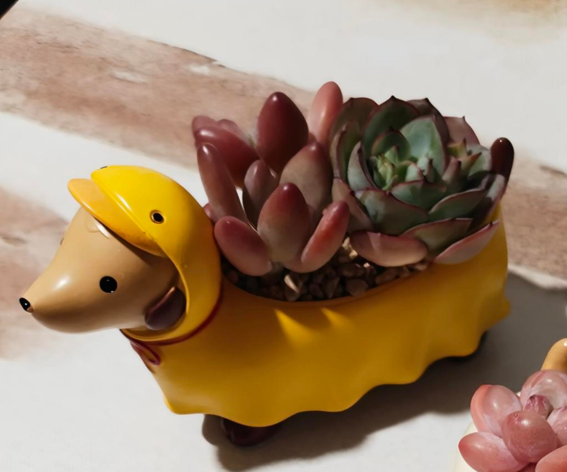 Mother’s Day Succulent - Ducky Raincoat Dachund