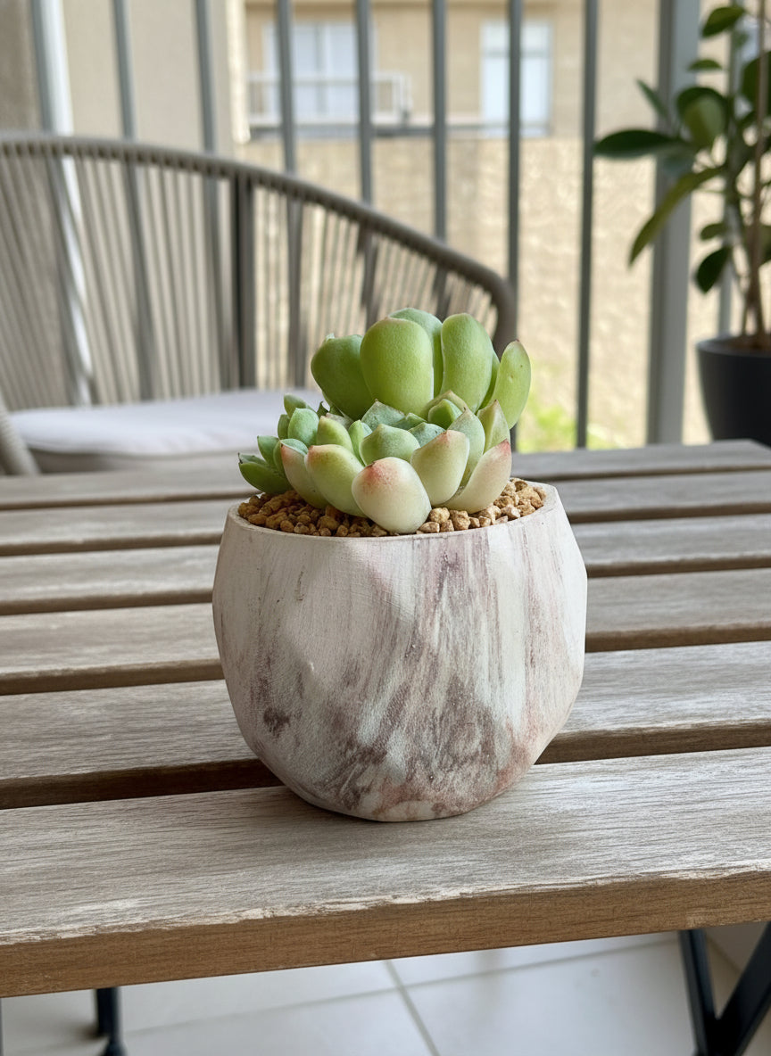 Succulent Classic Marble Brown Planter – Echeveria 'Lime n Chili'