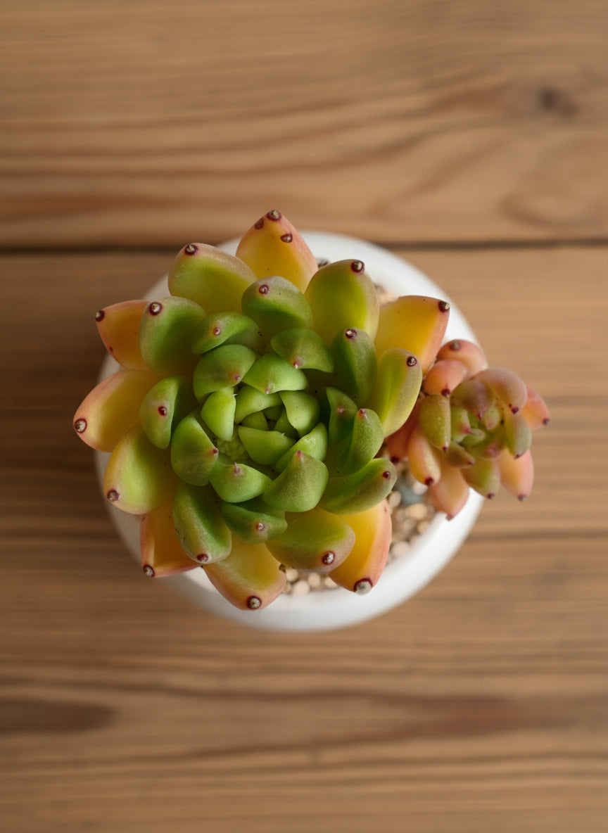 Succulent Elegant Round Orange Planter – Lipstick Echeveria - SlowBloomGreens