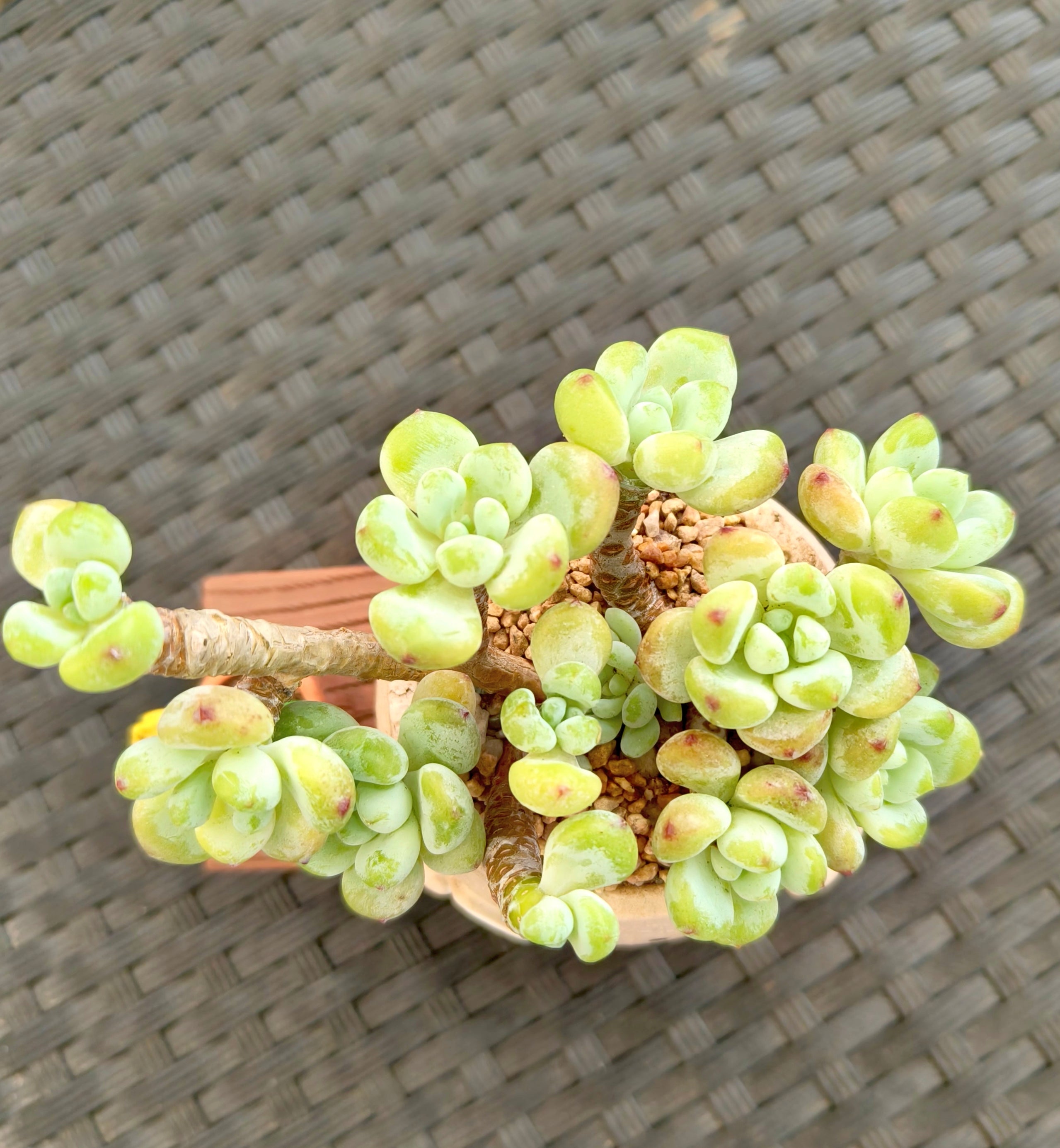 Succulent Happy Buddy Planter – Tiscalatengo Gorge Sedum - SlowBloomGreens