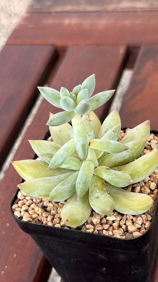 Succulent Starter Planter - Echeveria Tolimanensis