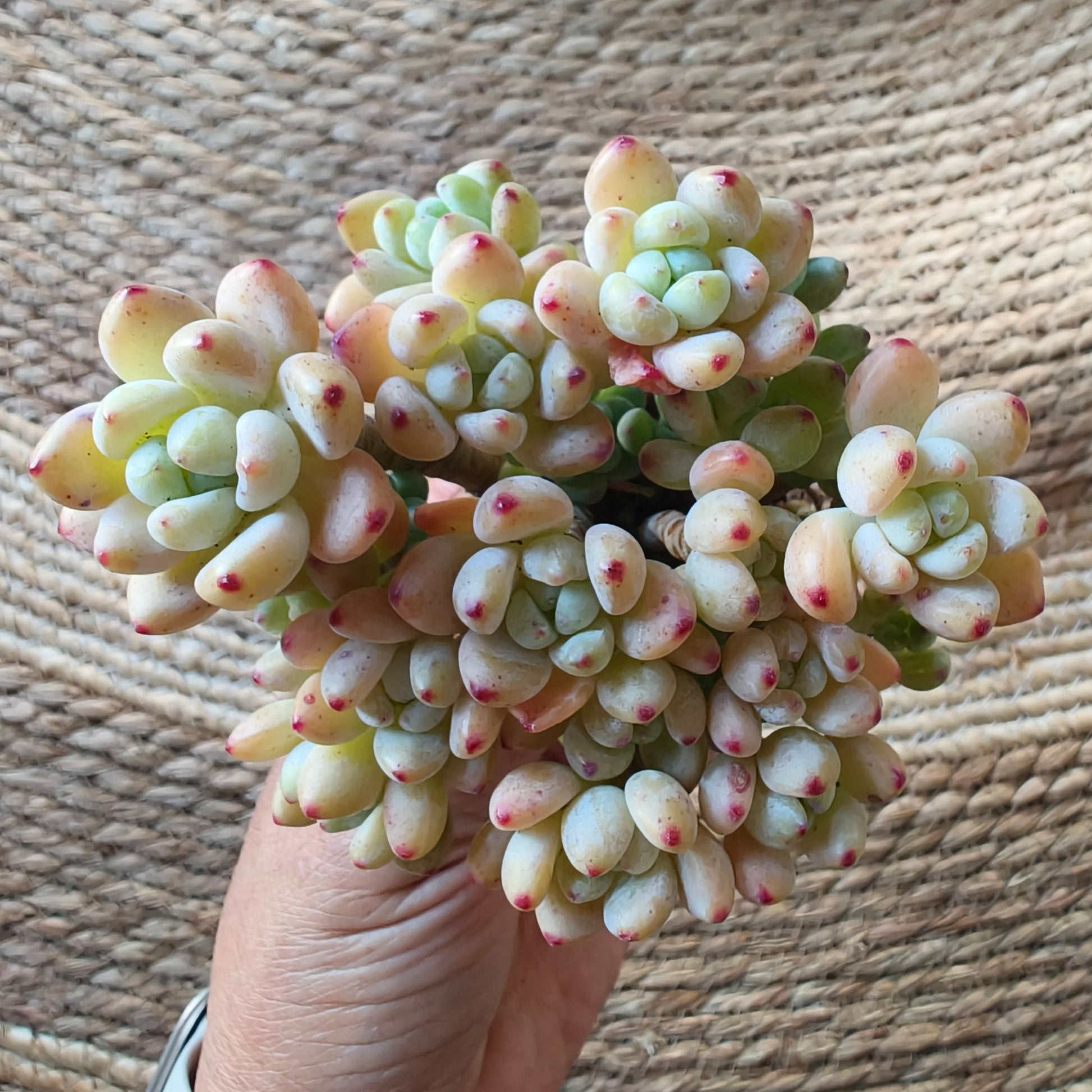 Tiscalatengo Gorge Sedum – Bare Root Succulent - SlowBloomGreens
