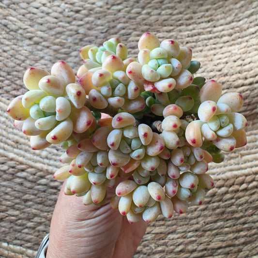 Tiscalatengo Gorge Sedum – Bare Root Succulent - SlowBloomGreens