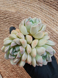 Echeveria Elegans ‘Alba’ Succulent (3-Headed Cluster – Bare Root Succulent