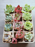 Succulent DIY Kit – Create Your Own Green Haven with 12 mini succulents - SlowBloomGreens